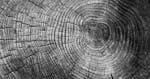 Black and white picture of a wood