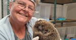 Das Foto zeigt eine Kollegin von MINDA, die sich um einen Igel in der Igelstation Minden kümmert.